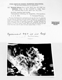 Phaeotremella foliacea image